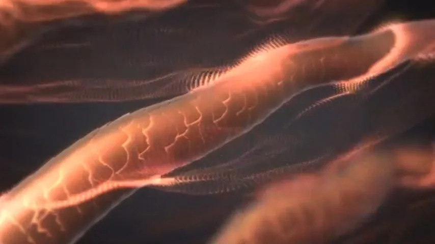 髪の毛のクローズアップとデュアルイオン