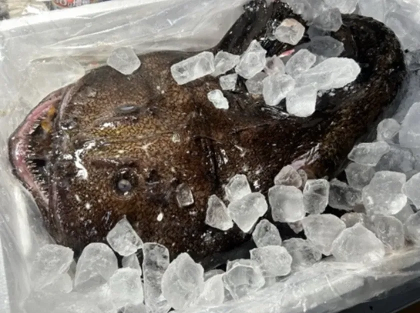 氷に覆われたアンコウ
