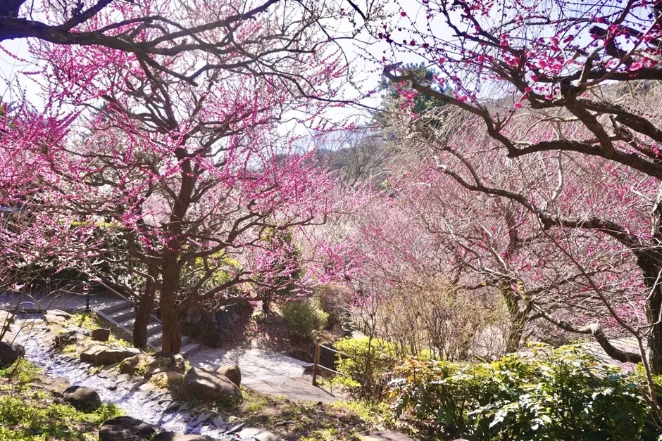 梅まつりコラボプラン