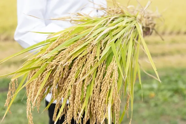 田んぼでお米について語る人々