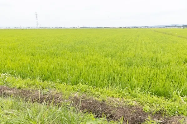 緑豊かな田園風景