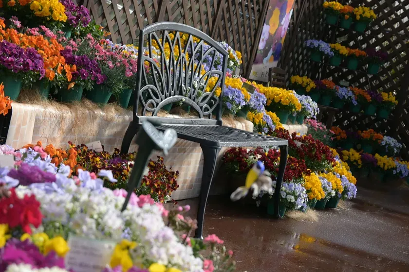 早春の草花展の様子2