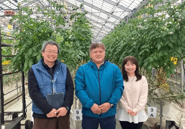 トマトのハウス栽培の様子