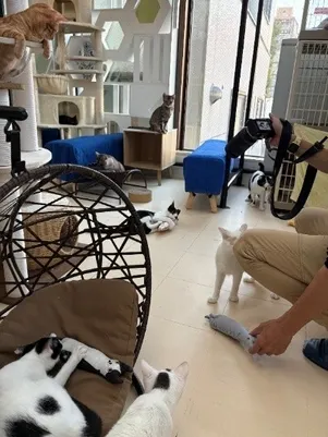 シェルターで過ごす猫たち