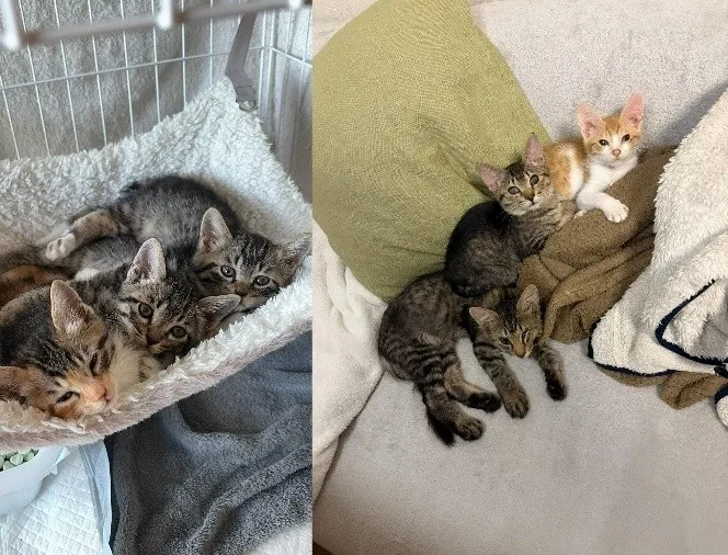 ハンモックでくつろぐ子猫たち