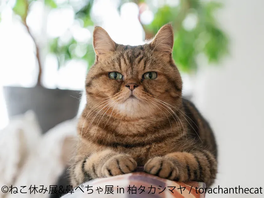 茶色の猫がカメラ目線で座っている写真