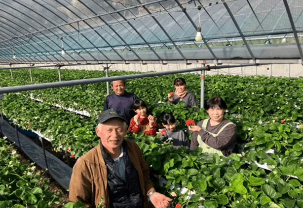 いちご狩りを楽しむ家族